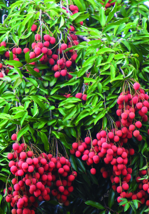 Le letchi, le fruit de Noël à la Réunion - Location voiture réunion pas cher