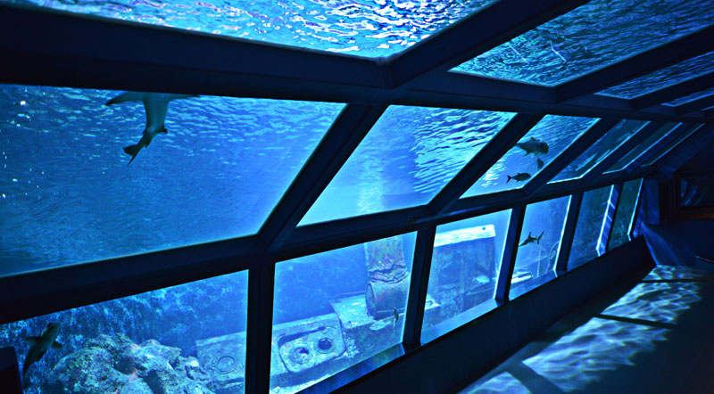 aquarium, une des nombreuses activités à faire en famille à La Réunion